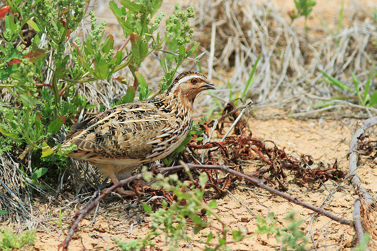 躲在草丛里的日本鹌鹑