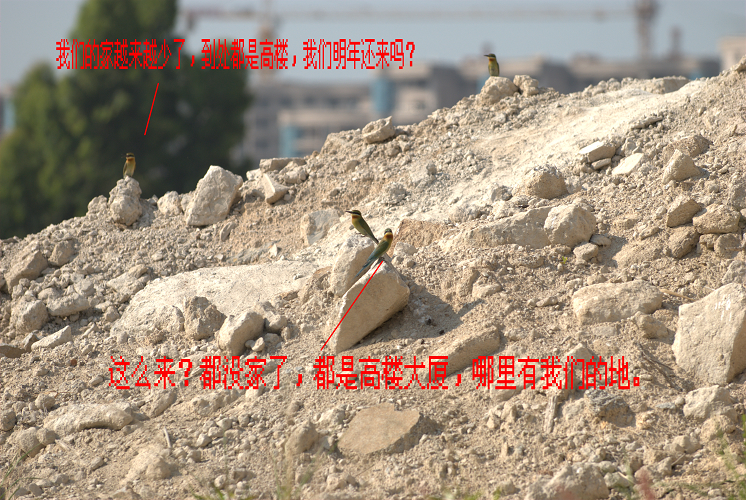 上传的图片