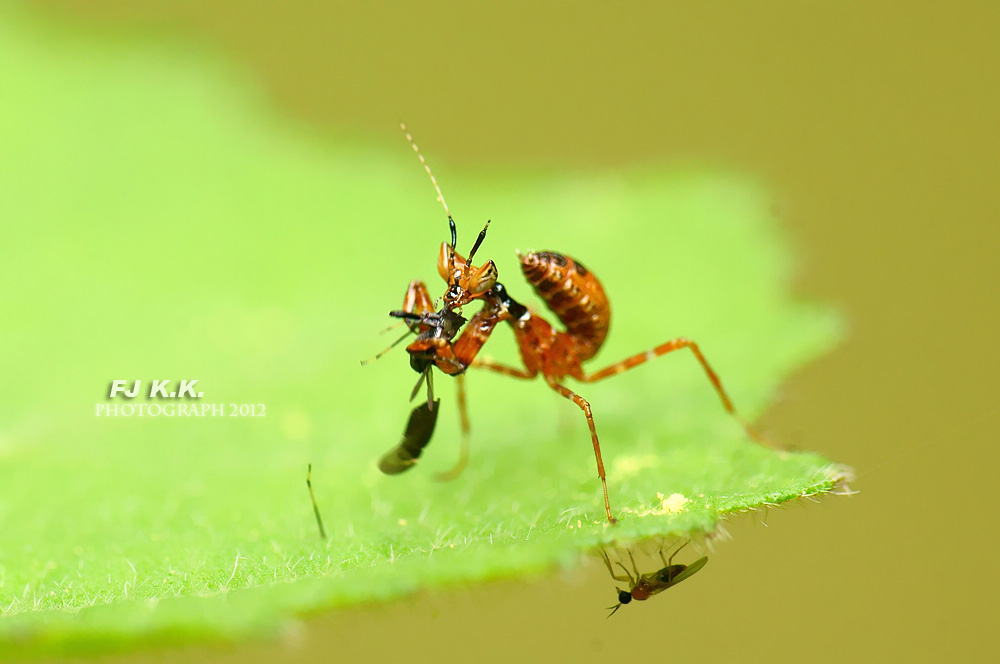 上传的图片