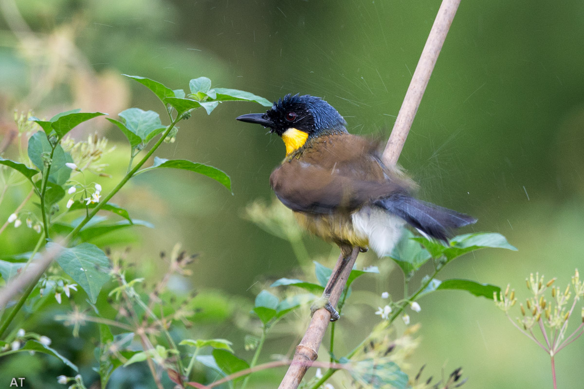 上传的图片