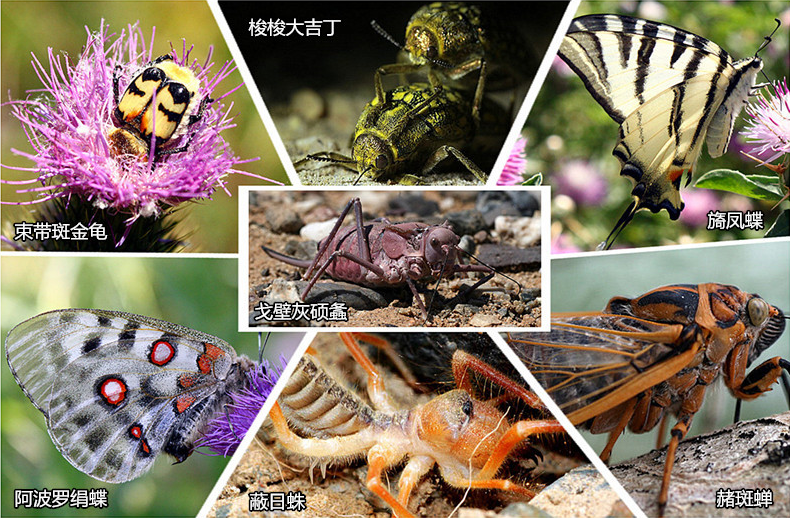 上传的图片