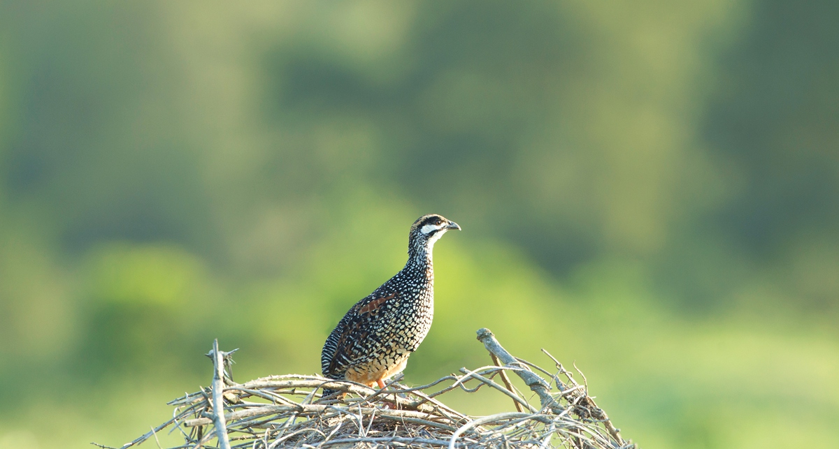 上传的图片