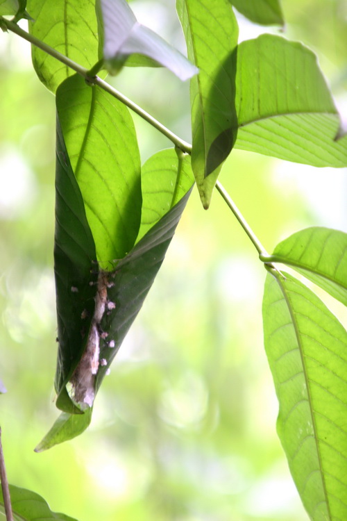 看看长尾缝叶莺的巢