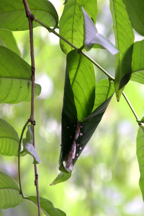 看看长尾缝叶莺的巢