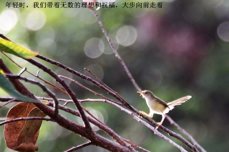 上传的图片