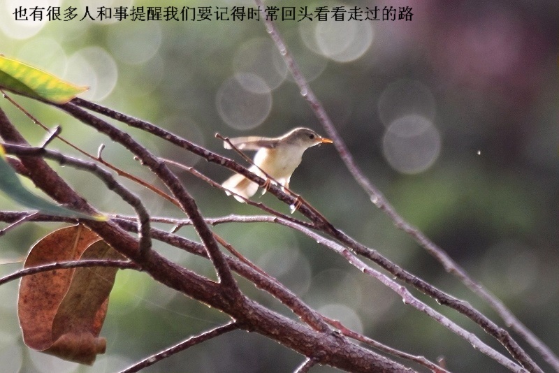 上传的图片