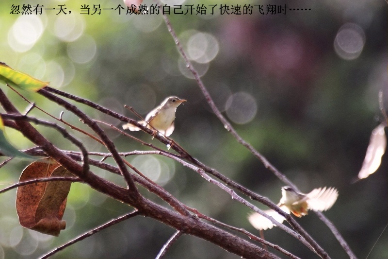 上传的图片