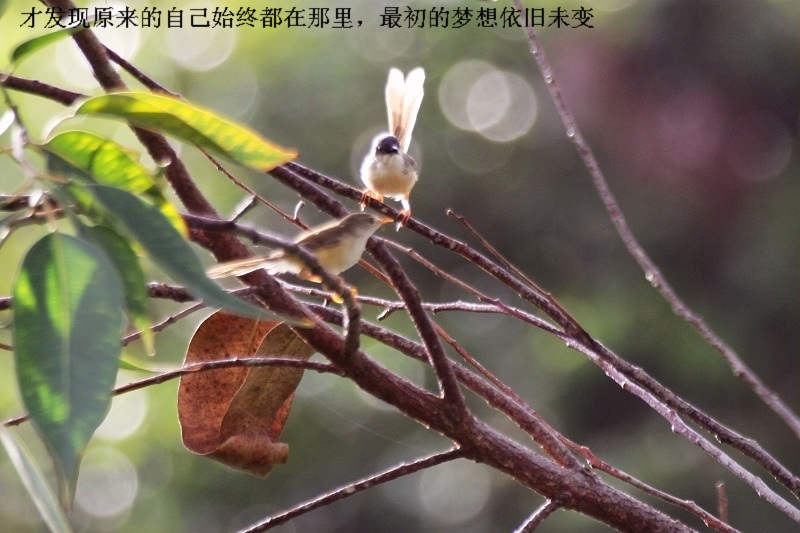 上传的图片