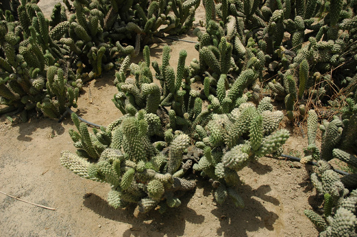 上传的图片