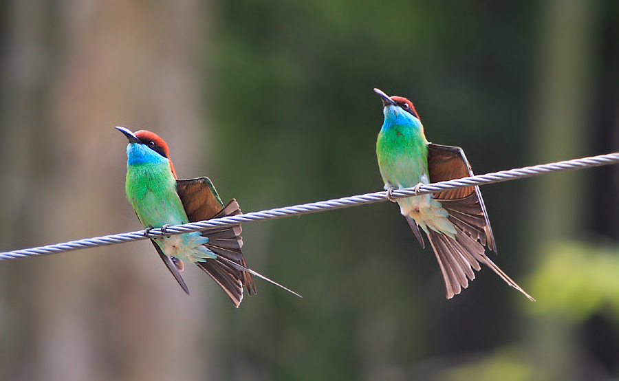 上传的图片