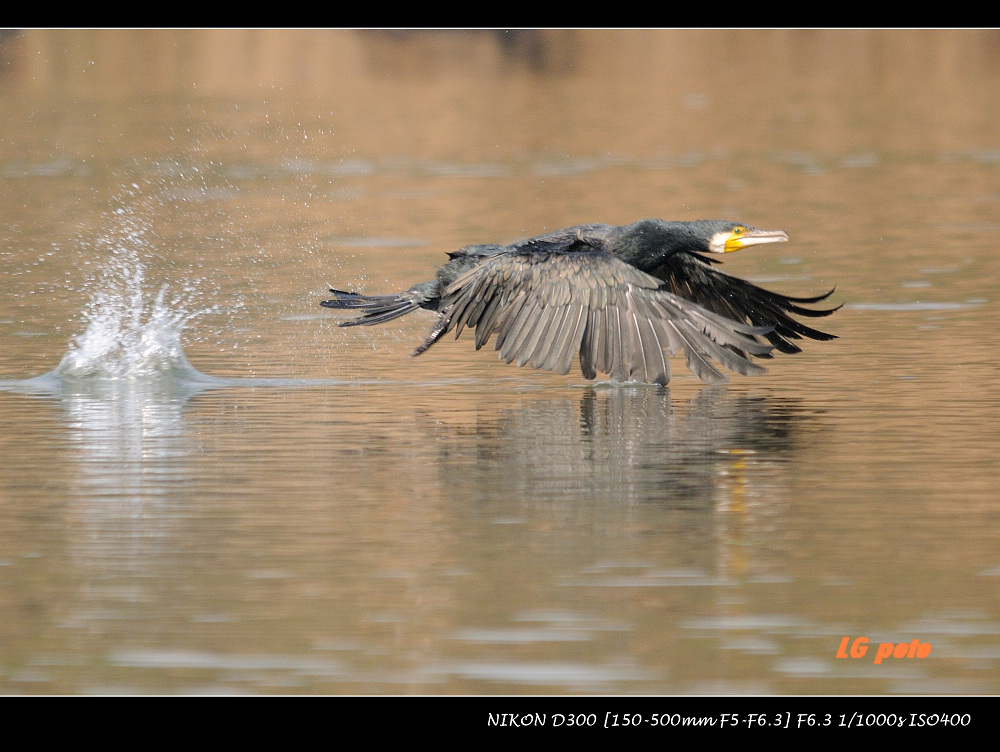 上传的图片