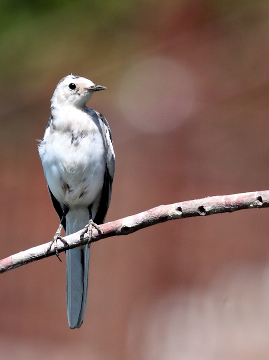 上传的图片