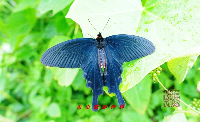 上传的图片