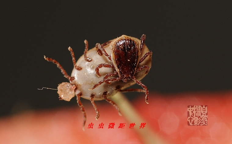 上传的图片