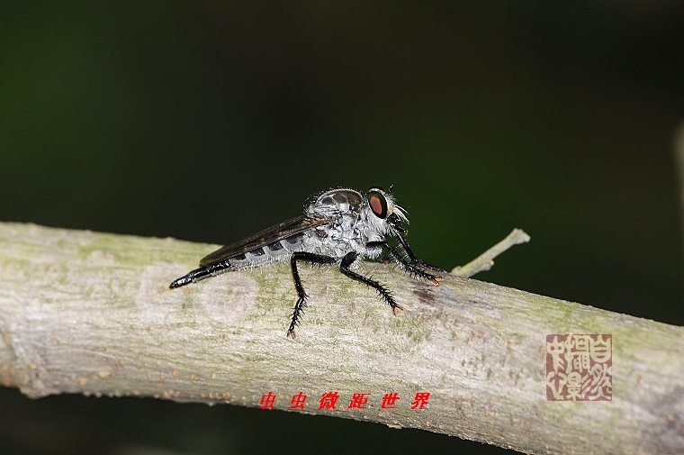 上传的图片