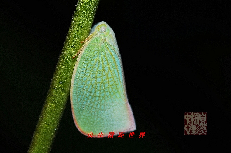 上传的图片