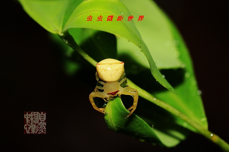 上传的图片