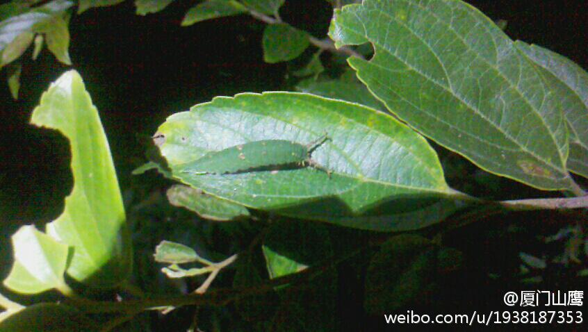 上传的图片