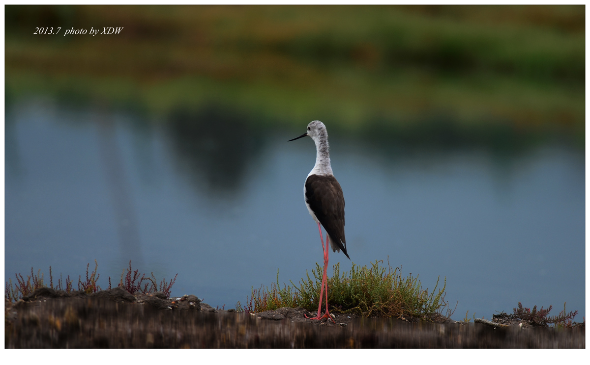 上传的图片