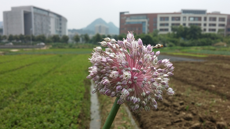 上传的图片