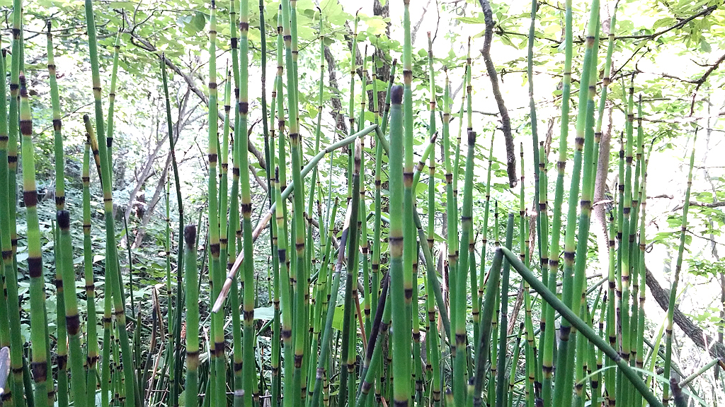 上传的图片