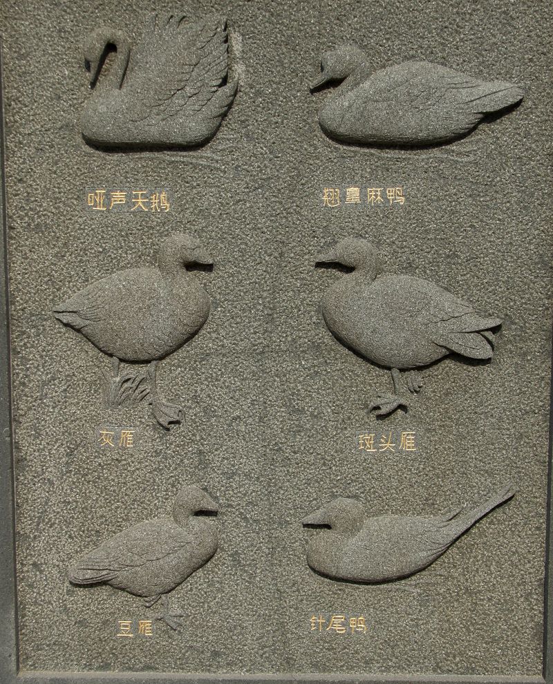 上传的图片