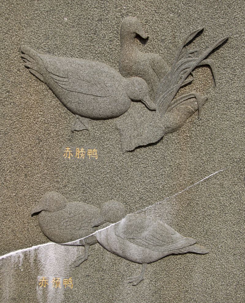 上传的图片