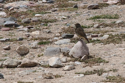 上传的图片