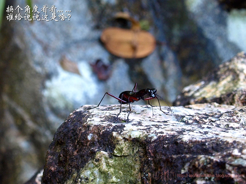 上传的图片