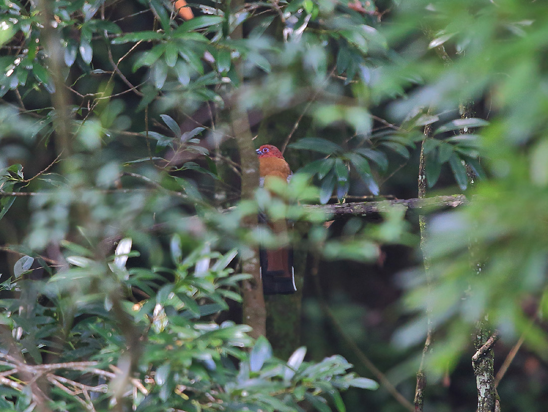 上传的图片