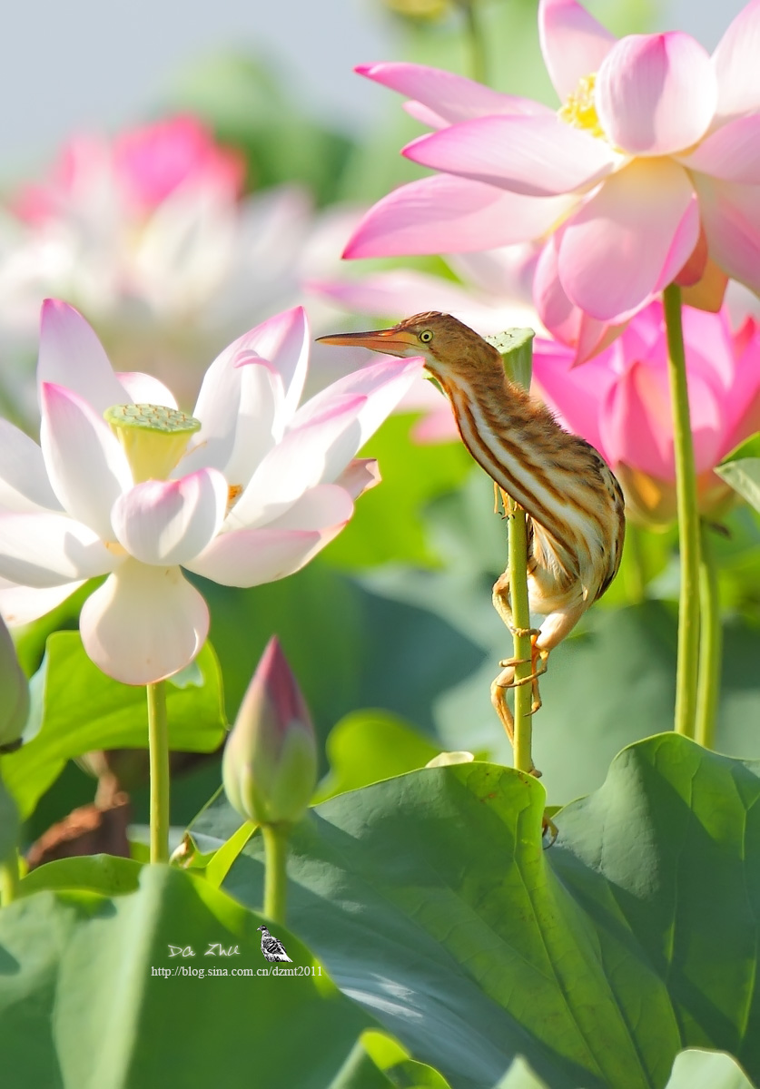 上传的图片