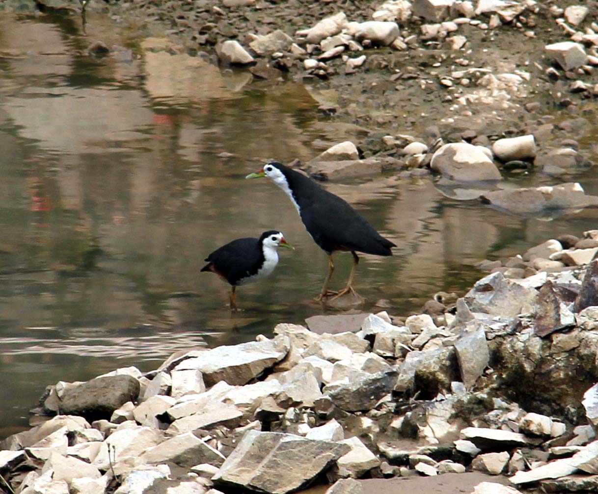 上传的图片