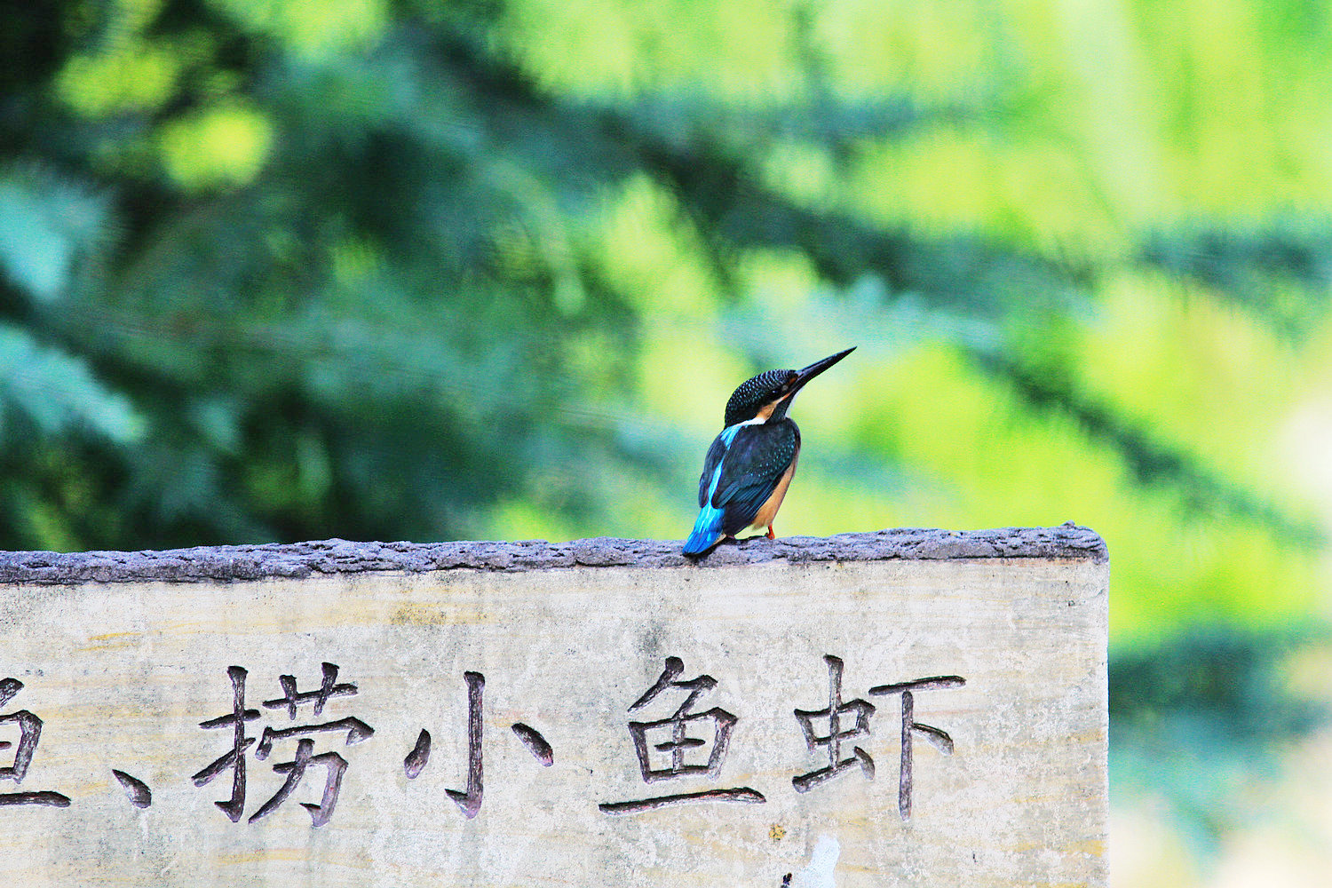 上传的图片
