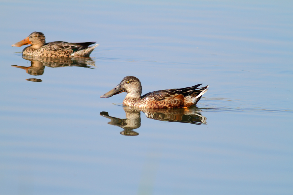 上传的图片