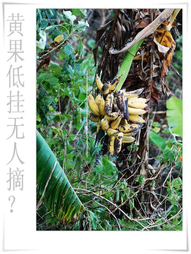 上传的图片