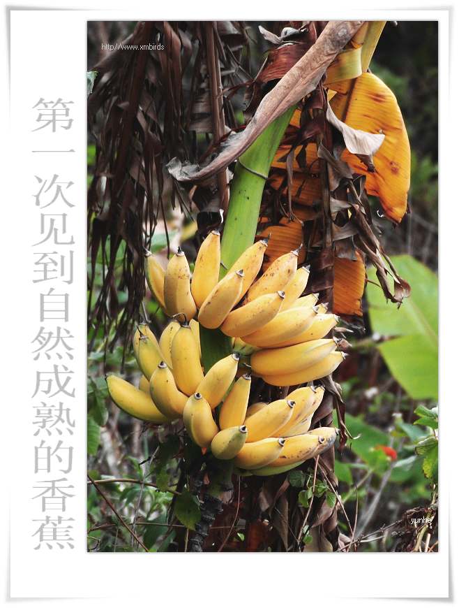 上传的图片
