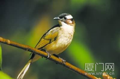 上传的图片