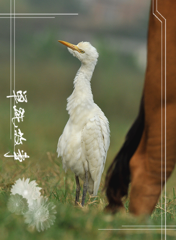 上传的图片