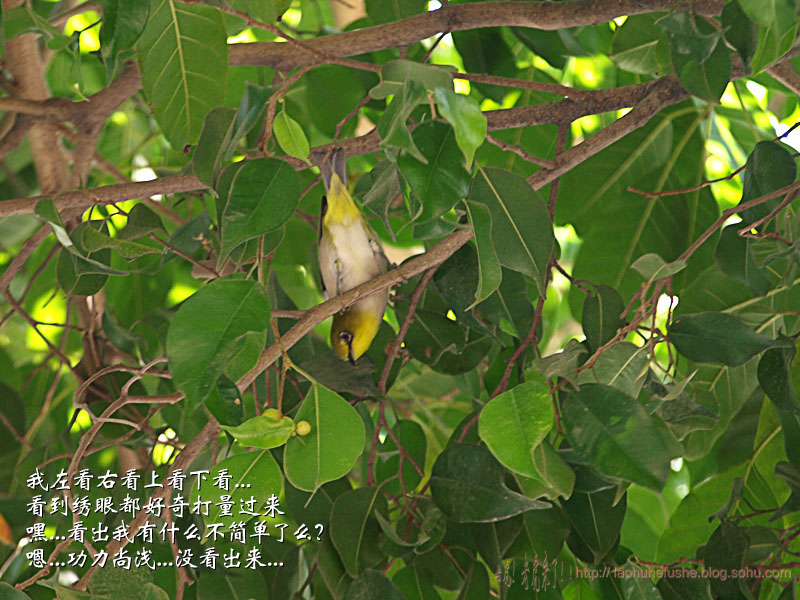 上传的图片