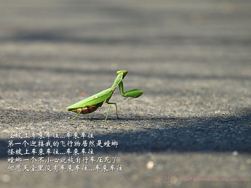上传的图片