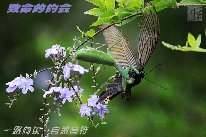 上传的图片