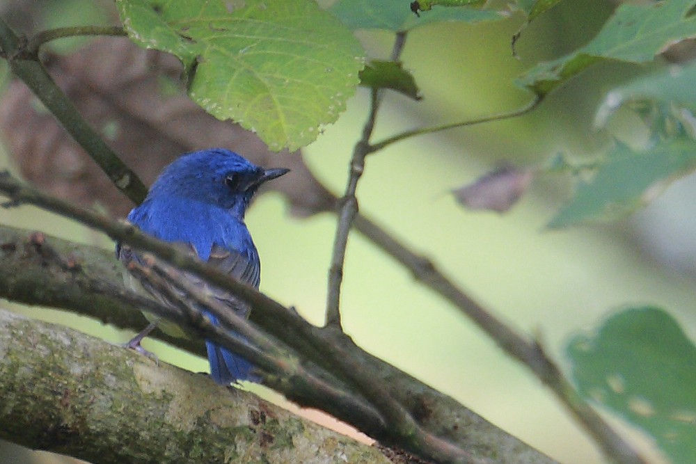 上传的图片