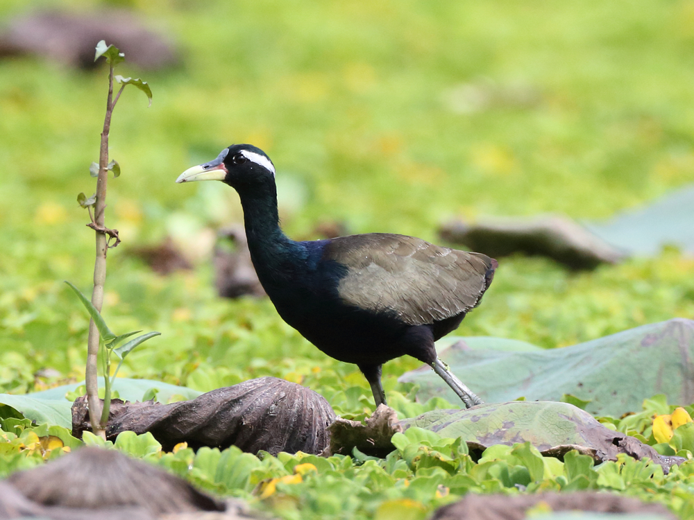 上传的图片