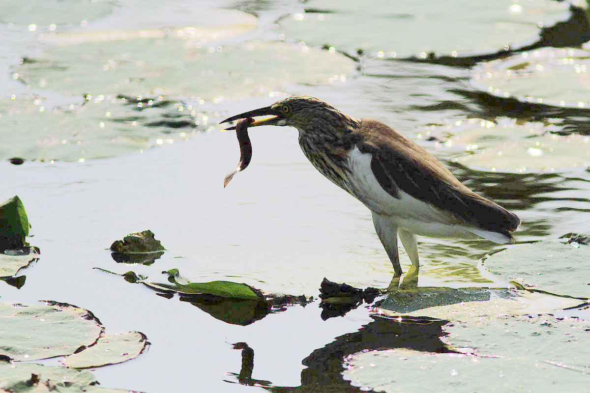 上传的图片