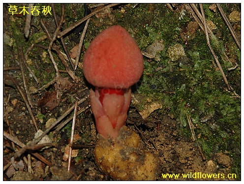 上传的图片