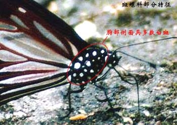 上传的图片