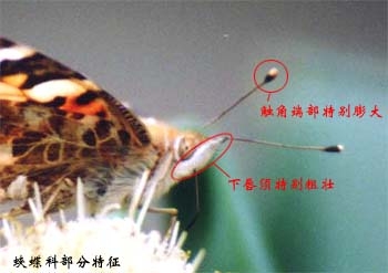 上传的图片