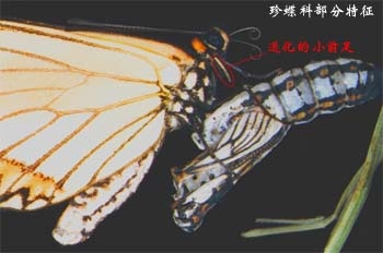 上传的图片
