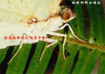 上传的图片