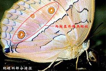 上传的图片